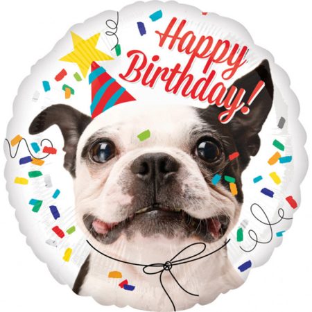 43 cm-es Francis bulldog Happy Birthday fólia lufi